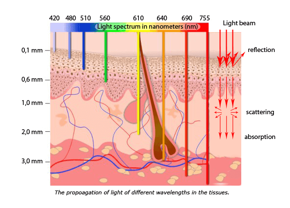 absorb water through skin